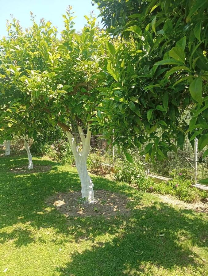 Vakantiehuis Family Paradise Koskinou (Rhodes)